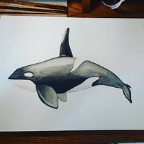 Mi Proyecto del curso: Técnicas de ilustración naturalista: ballenas en acuarela. Un progetto di Illustrazione tradizionale, Design di poster , Illustrazione digitale e Manga di Belén Moreno - 21.10.2021