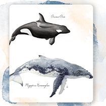 My project in Naturalist Illustration Techniques: Whales in Watercolor course. Traditional illustration, Poster Design, Digital Illustration, and Manga project by lucie.maisonneuve - 10.22.2021