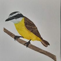 Meu projeto do curso: Ilustração naturalista de aves com aquarela. Projekt z dziedziny Trad, c, jna ilustracja, Malowanie akwarelą, R, sunek realist, czn, Ilustracja naturalist i czna użytkownika Cynara Scheffer - 23.10.2021