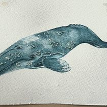Mi Proyecto del curso: Técnicas de ilustración naturalista: ballenas en acuarela. Un progetto di Illustrazione tradizionale, Design di poster , Illustrazione digitale e Manga di MANUEL BOROBIO DE MIGUEL - 23.10.2021