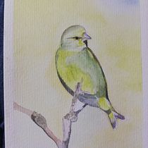 Verdone . Traditional illustration, Watercolor Painting, Realistic Drawing, and Naturalistic Illustration project by Ornella Ferrari - 10.24.2021