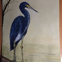 Meu projeto do curso: Ilustração naturalista de aves com aquarela. Projekt z dziedziny Trad, c, jna ilustracja, Malowanie akwarelą, R, sunek realist, czn, Ilustracja naturalist i czna użytkownika Elena Ataíde - 24.10.2021