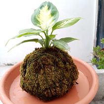 Mi Proyecto del curso: Kokedamas: crea macetas naturales de musgo. Arts, Crafts, Interior Design, L, scape Architecture, Decoration, DIY, Floral, and Plant Design project by Juan Gonzalez - 10.22.2021