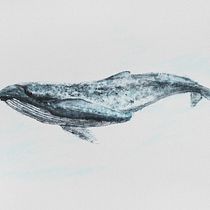 MirOrca (Orca + Blue Whale in Watercolor course). Ilustração tradicional, Design de cartaz, Ilustração digital, e Mangá projeto de miro.pobox - 29.10.2021