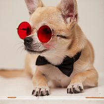 Mi Proyecto del curso: Introducción a la fotografía de perros. Un projet de Photographie, Photographie de portrait, Photographie de studio, Photographie documentaire, Photographie lifest, le , et Photographie intérieure de Beatriz V. Avila - 22.10.2021