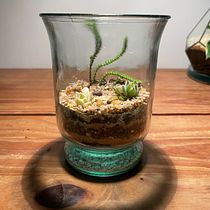 My project in Plant Art: Create Your Own Open Terrarium  course Ein Projekt aus dem Bereich Innendesign, L, schaftsbau, Dekoration von Innenräumen, DIY und Blumen- und Pflanzendesign von fernandezpablo85 - 30.10.2021