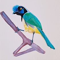 Green Jay. Projekt z dziedziny Trad, c, jna ilustracja, Malowanie akwarelą, R, sunek realist, czn, Ilustracja naturalist i czna użytkownika Anna G. - 01.11.2021
