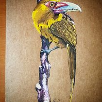 Meu projeto do curso: Ilustração naturalista de aves com aquarela. Projekt z dziedziny Trad, c, jna ilustracja, Malowanie akwarelą, R, sunek realist, czn, Ilustracja naturalist i czna użytkownika Werneck Castro - 04.11.2021