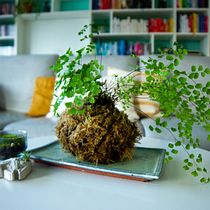 My project in Kokedamas: Create Natural Moss Pots  course. Arts, Crafts, Interior Design, L, scape Architecture, Decoration, DIY, Floral, and Plant Design project by Annelies - 11.04.2021