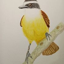 Mi Proyecto del curso: Ilustración naturalista de aves con acuarela. Projekt z dziedziny Trad, c, jna ilustracja, Malowanie akwarelą, R, sunek realist, czn, Ilustracja naturalist i czna użytkownika Mariel Mogollón Luna - 06.11.2021