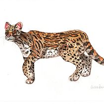 My project in Scientific Illustration of Animals in Watercolor  course. Traditional illustration, Watercolor Painting, Realistic Drawing, and Naturalistic Illustration project by michelle_ru - 11.06.2021