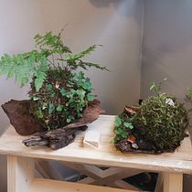 Mon projet du cours : Kokedama : créez un pot naturel avec de la mousse . Arts, Crafts, Interior Design, L, scape Architecture, Decoration, DIY, Floral, and Plant Design project by Yann Burkhardt - 11.07.2021
