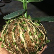 Mi Proyecto del curso: Kokedamas: crea macetas naturales de musgo. Arts, Crafts, Interior Design, L, scape Architecture, Decoration, DIY, Floral, and Plant Design project by sanchez.larissan - 11.08.2021
