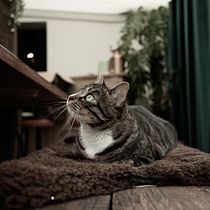 Mon projet du cours : Photographie lifestyle de chiens et chats . % julien bertin tarafından hazırlanan Fotoğrafçılık, Portre Fotoğrafçılığı, Instagram Fotoğrafçılığı, Belgesel Fotoğrafçılık, Ve Yaşam Tarzı Fotoğrafçılığı projesi - 11.11.2021