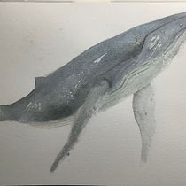 My project in Naturalist Illustration Techniques: Whales in Watercolor course. Un progetto di Illustrazione tradizionale di mflynn0128 - 15.11.2021