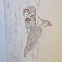 PILEATED WOODPECKER: My Final Project in "Naturalist Bird Illustration with Watercolors" Course. Projekt z dziedziny Trad, c, jna ilustracja, Malowanie akwarelą, R, sunek realist, czn, Ilustracja naturalist i czna użytkownika Brad Atchison - 16.11.2021