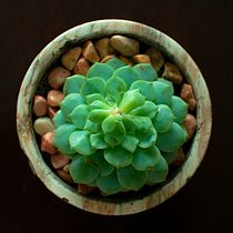 Mi Proyecto del curso: Guía práctica para aprender a manejar tu cámara digital desde cero. Un projet de Photographie , et Photographie numérique de Camila Gallardo - 18.11.2021