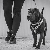 Mi Proyecto del curso: Fotografía lifestyle de perros . % Antonio Javier Morillas Torres tarafından hazırlanan Fotoğrafçılık, Portre Fotoğrafçılığı, Instagram Fotoğrafçılığı, Belgesel Fotoğrafçılık, Ve Yaşam Tarzı Fotoğrafçılığı projesi - 09.19.2021