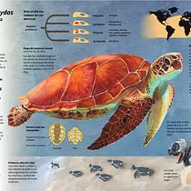 Infografía Chelonia mydas. Gestão de design, Design de informação, Pós-produção fotográfica, Escultura, Infografia, Desenho a lápis, e Desenho projeto de Lucía Camacho - 22.11.2021