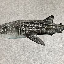 My final project in Naturalist Illustration Techniques: Whales in Watercolor course. Un progetto di Illustrazione tradizionale, Design di poster , Illustrazione digitale e Manga di Tracey Knox - 23.11.2021