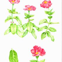 Mi Proyecto del curso: Acuarela botánica: ilustra la anatomía de las flores. Un progetto di Illustrazione tradizionale, Belle arti, Pittura, Disegno, Pittura ad acquerello e Illustrazione botanica di soycalero - 24.11.2021