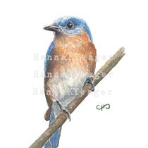 Strong, tall and Bluebird Watercolor. Traditional illustration, Watercolor Painting, Realistic Drawing, and Naturalistic Illustration project by hannakyeager - 10.09.2021