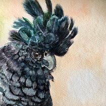 Australian Black Cockatoo Watercolour Birds. . Traditional illustration, Watercolor Painting, Realistic Drawing, and Naturalistic Illustration project by Tracey Knox - 11.25.2021