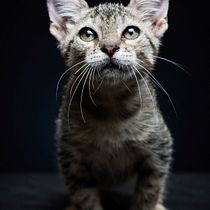 Mi Proyecto del curso: Introducción a la fotografía de perros. Un projet de Photographie, Photographie de portrait, Photographie de studio, Photographie documentaire, Photographie lifest, le , et Photographie intérieure de Shonny Romero - 26.11.2021