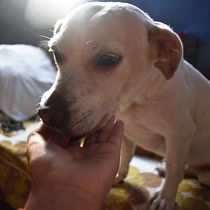 Mi Proyecto del curso: Fotografía lifestyle de perros . % Jacqueline Arellano Lpz tarafından hazırlanan Fotoğrafçılık, Portre Fotoğrafçılığı, Instagram Fotoğrafçılığı, Belgesel Fotoğrafçılık, Ve Yaşam Tarzı Fotoğrafçılığı projesi - 12.29.2021