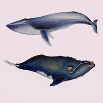 My project in Naturalist Illustration Techniques: Whales in Watercolor course. Un progetto di Illustrazione tradizionale, Design di poster , Illustrazione digitale e Manga di Dian Nugrahaningsari - 28.11.2021