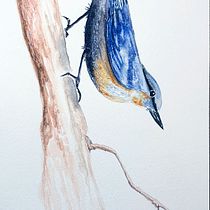 My project in Artistic Watercolor Techniques for Illustrating Birds course - Nuthatch. Traditional illustration, Watercolor Painting, Realistic Drawing, and Naturalistic Illustration project by bromd - 11.14.2021