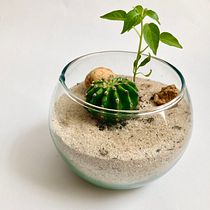 Mi Proyecto del curso: Arte vegetal: crea tu propio terrario abierto. Interior Design, L, scape Architecture, Decoration, DIY, Floral, and Plant Design project by Sergio García Rodríguez - 11.29.2021