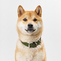 Mi Proyecto del curso: Introducción a la fotografía de perros. Un projet de Photographie, Photographie de portrait, Photographie de studio, Photographie documentaire, Photographie lifest, le , et Photographie intérieure de ENRIQUE MURGUIA - 29.11.2021