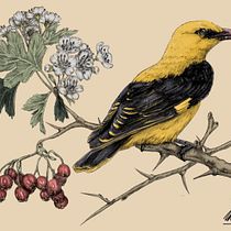 Illustrazione naturalistica a penna: Rigogolo su Biancospino. Projekt z dziedziny Trad, c, jna ilustracja,  R, sunek, R, sunek realist, czn, Ilustracja naturalist i czna użytkownika mattiabardini_98 - 30.11.2021