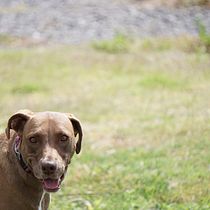 Mi Proyecto del curso: Paseos perrunos. Un projet de Photographie , et Photographie numérique de Luis Bedolla - 05.12.2021