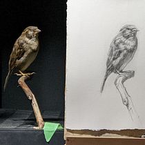 My project in Classical Oil Painting for Naturalist Bird Portraiture course. Fine Arts, Painting, Oil Painting, and Naturalistic Illustration project by Susan O'Brien - 12.06.2021