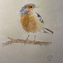 My project in Artistic Watercolor Techniques for Illustrating Birds course. Traditional illustration, Watercolor Painting, Realistic Drawing, and Naturalistic Illustration project by Eva Torkelson - 12.07.2021
