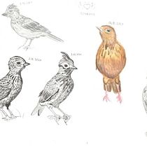 My project in Daily Sketching for Creative Inspiration course. Traditional illustration, Sketching, Creativit, Drawing, and Sketchbook project by Oliwia - 12.08.2021