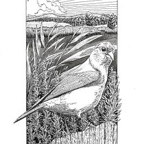 Il mio progetto del corso: Illustrazione con inchiostro e pennino: rappresenta la natura. Een project van  Artistieke tekening,  Illustratie met inkt, Naturalistische illustratie y  Tekening van Alberto Pinellini - 08.12.2021
