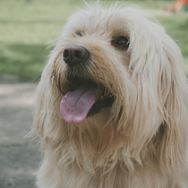 Mi Proyecto del curso: AMADA . % Lorena Gomez tarafından hazırlanan Fotoğrafçılık, Portre Fotoğrafçılığı, Instagram Fotoğrafçılığı, Belgesel Fotoğrafçılık, Ve Yaşam Tarzı Fotoğrafçılığı projesi - 11.30.2021