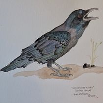 "Opinionated Raven": Final Project - Naturalist Watercolour with Expression and Personality course. Traditional illustration, Watercolor Painting, and Naturalistic Illustration project by Brad Atchison - 12.10.2021