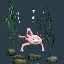 Axolotl. Un proyecto de Ilustración tradicional, Dibujo, Ilustración digital, Dibujo realista, Pintura digital e Ilustración naturalista				 de p20181018 - 06.12.2021
