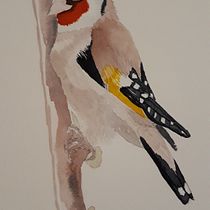 Mein Kursprojekt: Illustriere Vögel mit expressiven Aquarelltechniken. Traditional illustration, Watercolor Painting, Realistic Drawing, and Naturalistic Illustration project by Denise Ehret - 12.12.2021