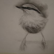 My project in Artistic Watercolor Techniques for Illustrating Birds course. Traditional illustration, Watercolor Painting, Realistic Drawing, and Naturalistic Illustration project by Tannith Watson - 12.13.2021