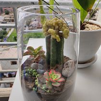Mi Proyecto del curso: Arte vegetal: crea tu propio terrario abierto. Interior Design, L, scape Architecture, Decoration, DIY, Floral, and Plant Design project by Roberto Armas - 12.09.2021