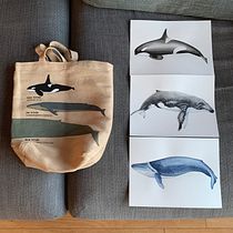 My project in Naturalist Illustration Techniques: Whales in Watercolor course. Un progetto di Illustrazione tradizionale, Design di poster , Illustrazione digitale e Manga di Anna Solomakhina - 13.12.2021