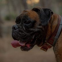 Il mio progetto del corso: LAILA  . % samuela palazzo tarafından hazırlanan Fotoğrafçılık, Portre Fotoğrafçılığı, Instagram Fotoğrafçılığı, Belgesel Fotoğrafçılık, Ve Yaşam Tarzı Fotoğrafçılığı projesi - 12.14.2021