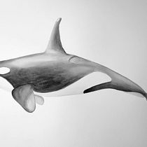 Mi Proyecto del curso: Técnicas de ilustración naturalista: ballenas en acuarela. Un progetto di Belle arti, Pittura, Pittura ad acquerello e Illustrazione naturalistica di Nuria Ogalla - 15.12.2021