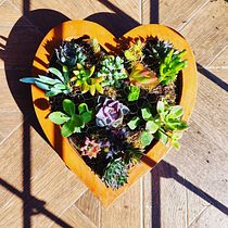 Mi Proyecto del curso: Diseño y creación de composiciones botánicas. Een project van Interieurontwerp, L, scaping,  Interieurdecoratie, DIY y Bloem- en plantenschikken van Guadalupe Herrera - 16.12.2021