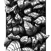Mein Kursprojekt: Illustration mit Füller und Tinte: Natur zeichnen. Een project van  Schetsen,  Tekening,  Artistieke tekening, Sketchbook,  Illustratie met inkt y Naturalistische illustratie van Josef Huber - 17.12.2021